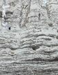 Polished Precambrian Stromatolite - Siberia #57581-1